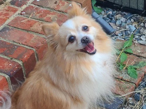 Coco